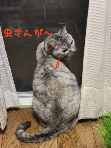 入ればいいのにー