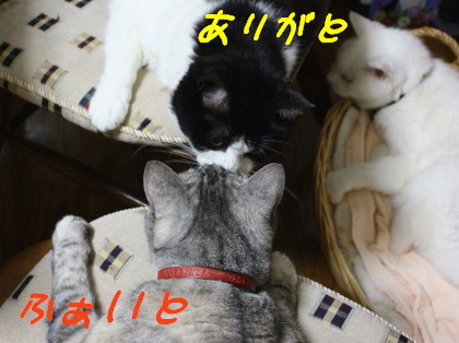 やけ食いしてやるです