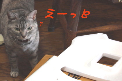 夏の風物詩