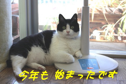 夏の風物詩