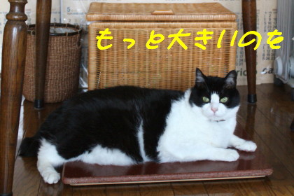 ひえひえも