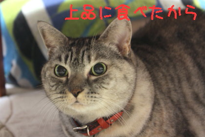 ドライササミ
