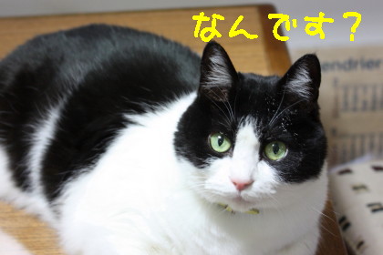 ドライササミ