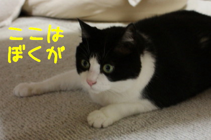涼しくなったら