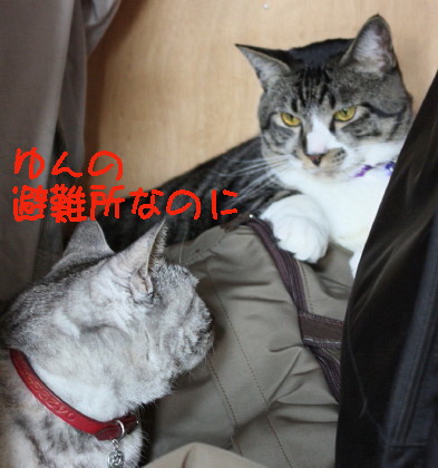 江戸むらさき