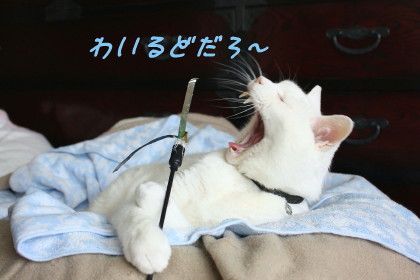 IMG_8374.2_1.jpg