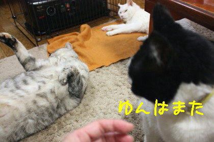 ちょびのおねえさん