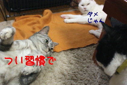 ちょびのおねえさん